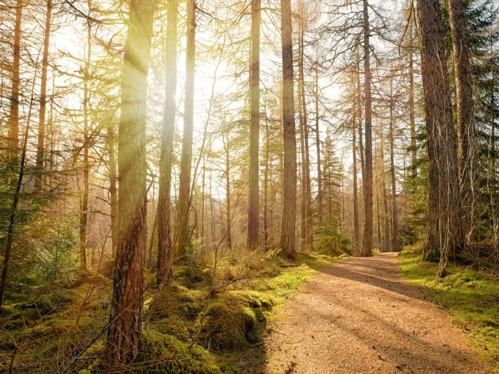 a dirt road through a forest with trees at Holiday Home Oakdale House by Interhome in Drumnadrochit