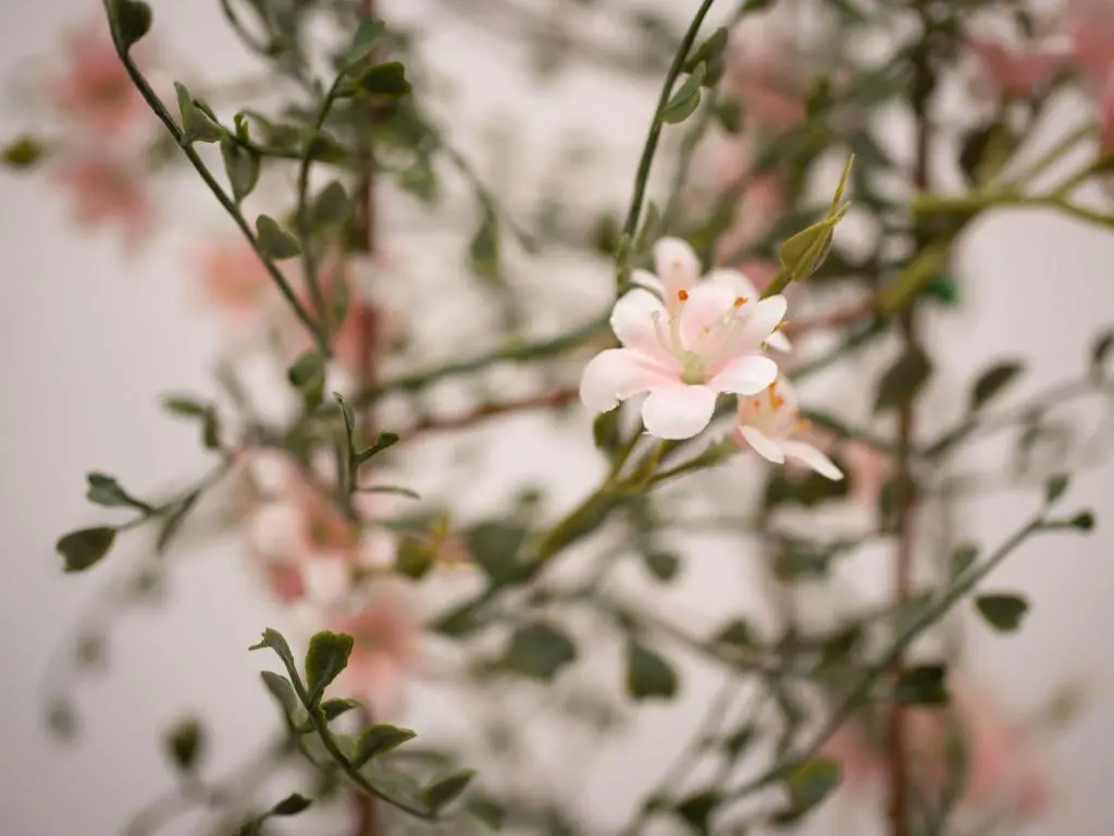 a bunch of pink flowers on a plant at Apartment Harbour Nights Deluxe 7B by Interhome in Lossiemouth