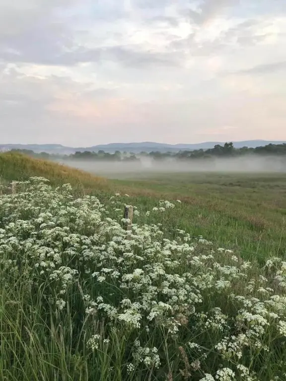 a field of white flowers in a field with fog at Migdale Pods Luxury Glamping in Bonar Bridge