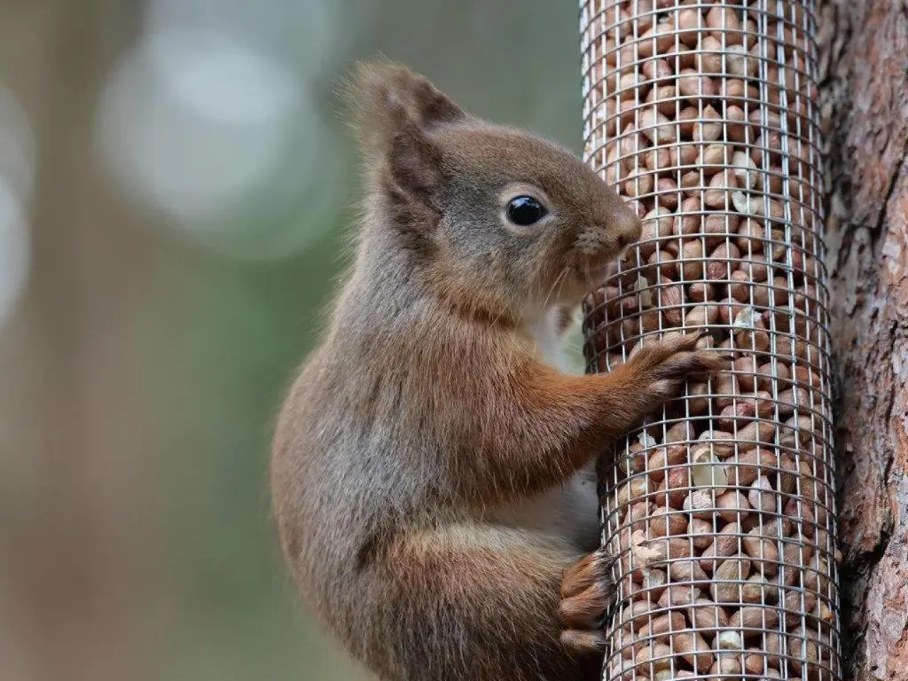 a squirrel sitting on the side of a tree at Lodges at the Mains in Inverness