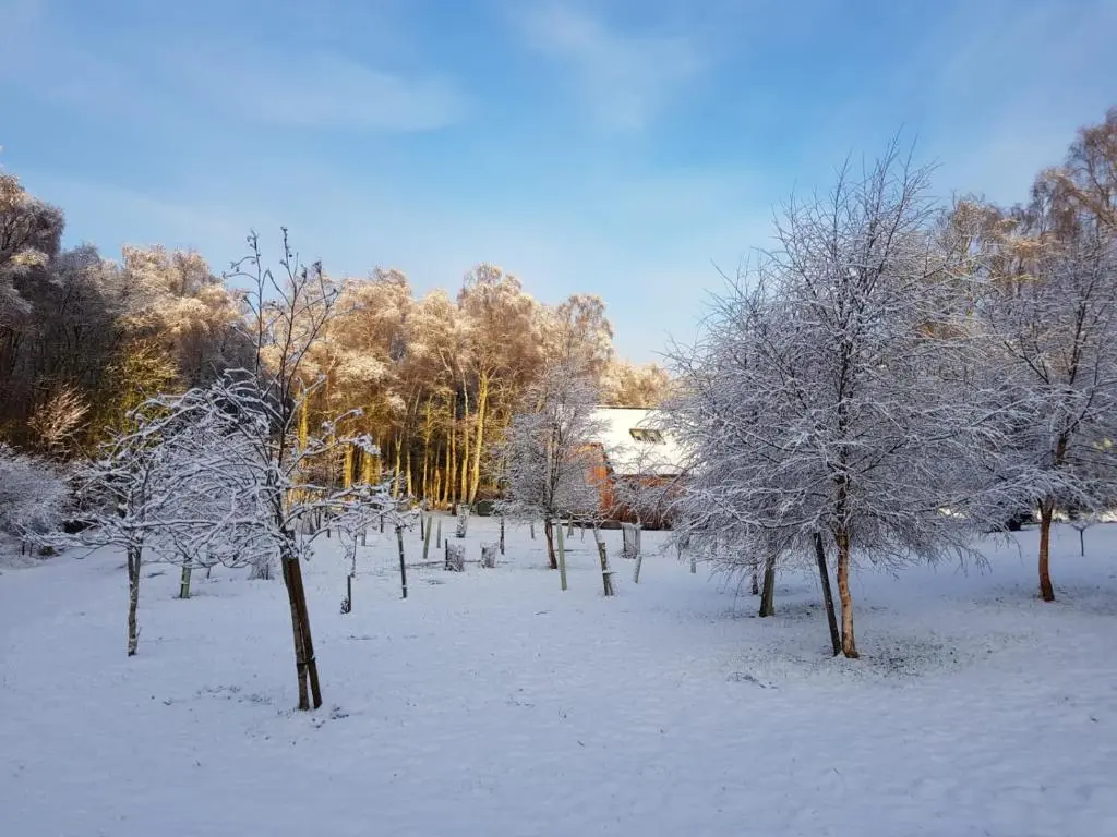a group of trees covered in snow at Lodges at the Mains in Inverness