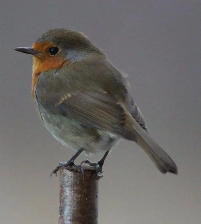 a bird perched on top of a pole at Lodges at the Mains in Inverness