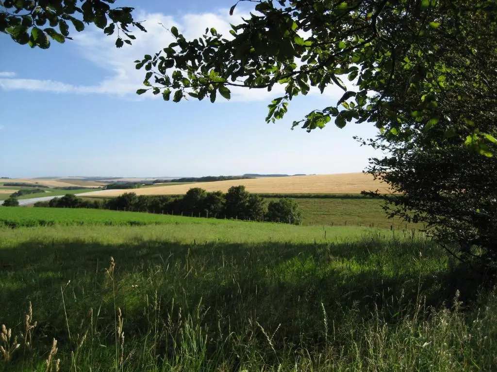 a field of green grass with a tree in the foreground at Seggat Farm Holiday Cottages in Kirktown of Auchterless