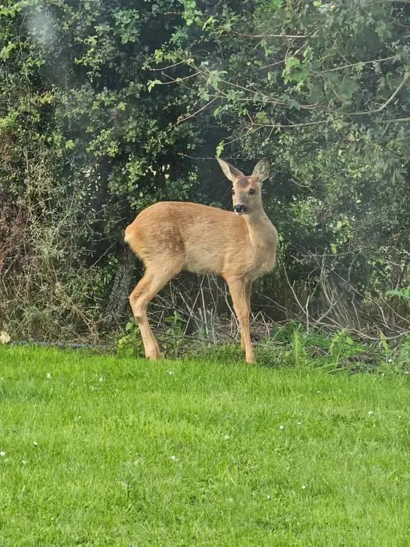 a deer standing in a field of grass at Faodail 'a lucky find' in Dunbeath