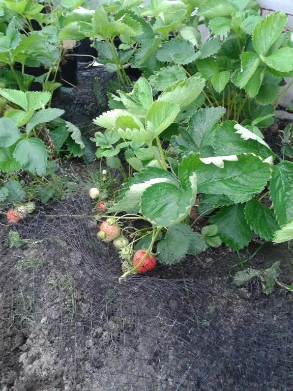 a bunch of strawberries growing in a garden at Ornum House in Beauly