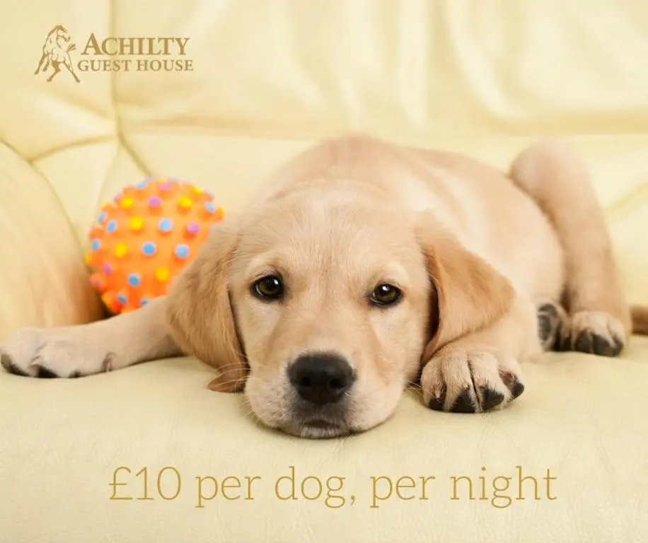 a brown dog laying on a couch with a ball at Achilty Guest House in Contin