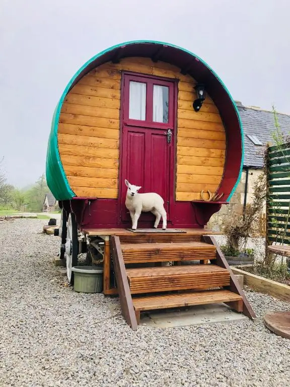 a sheep standing in front of a tiny house at Bowtop Wagon at Lettoch Farm in Keith