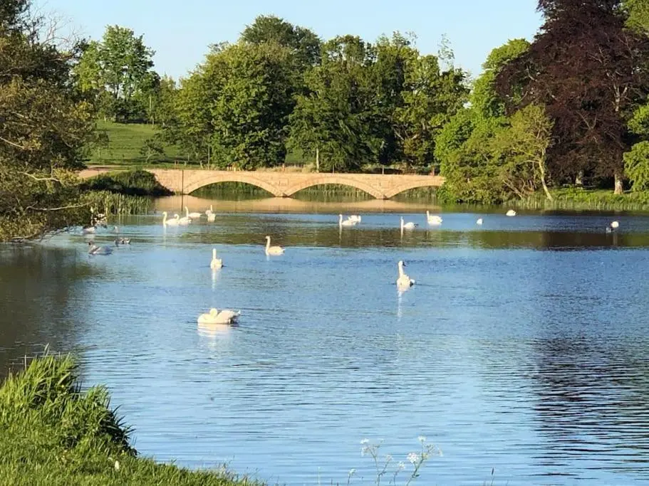 a flock of swans on a lake with a bridge at Historical North Cottage in Old Deer in Old Deer