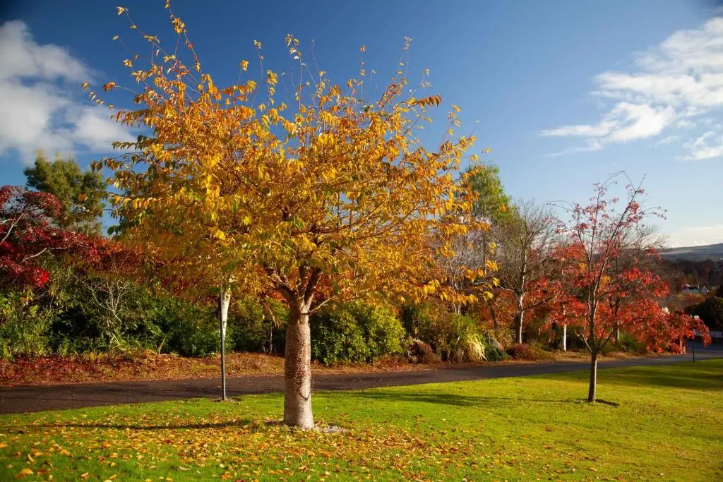 a tree in the middle of a grass field at Drumfin Cottage in Elgin
