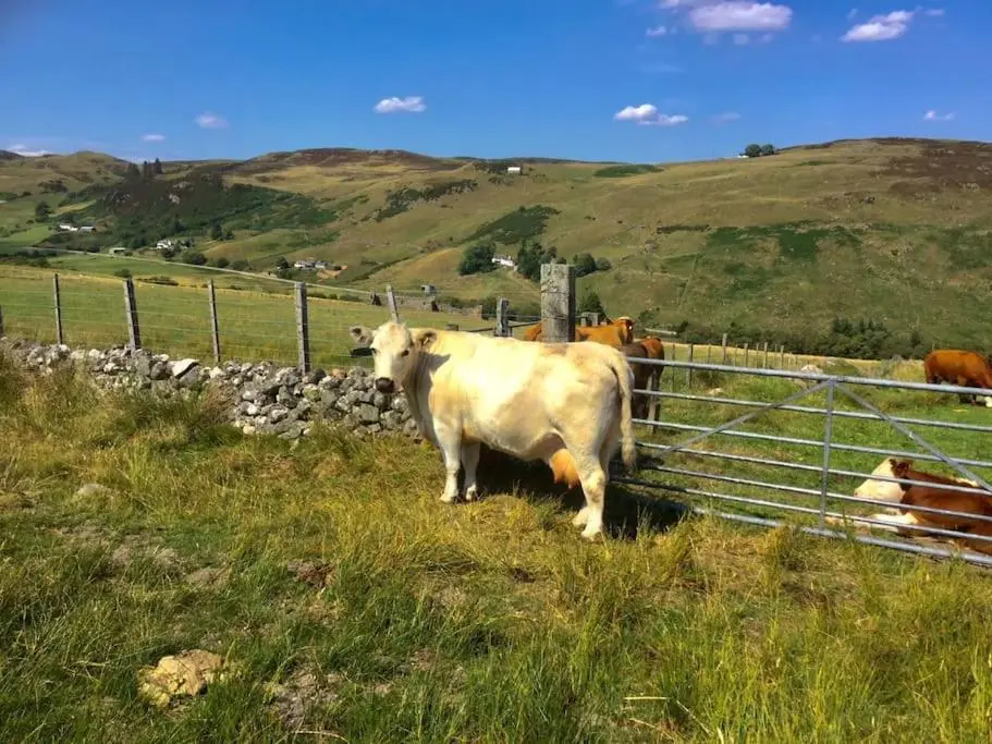 a cow standing in a field next to a fence at Glen Lodges Rogart in Rogart