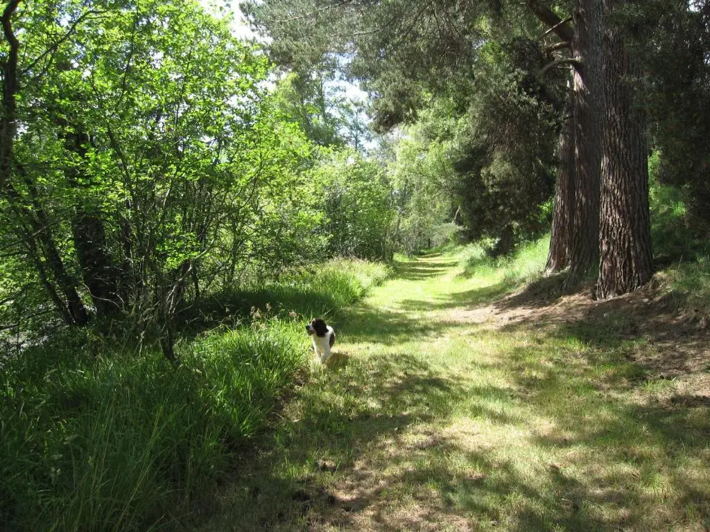a cat walking down a path in the woods at Dalrachney Lodge in Carrbridge