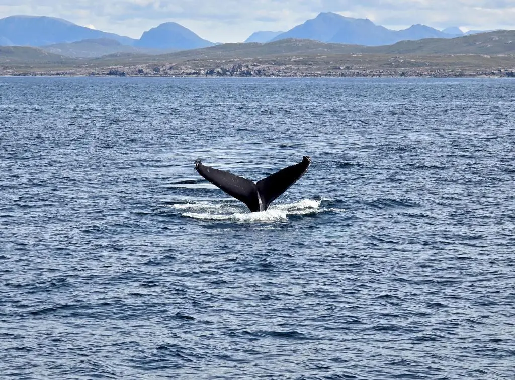 a whale in the water with its tail up at House - Sleeps 8 - Pets Ok - Parking in Ullapool