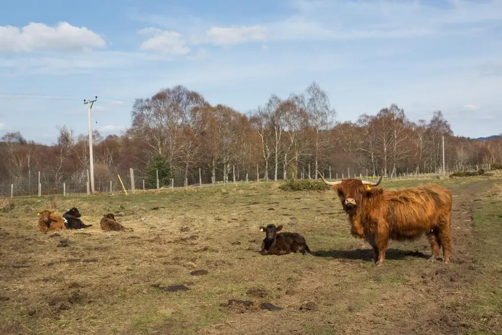 a group of cows sitting in a field at Bluebell Lodge - Sleeps 4 Loch & Woodland in Strathpeffer