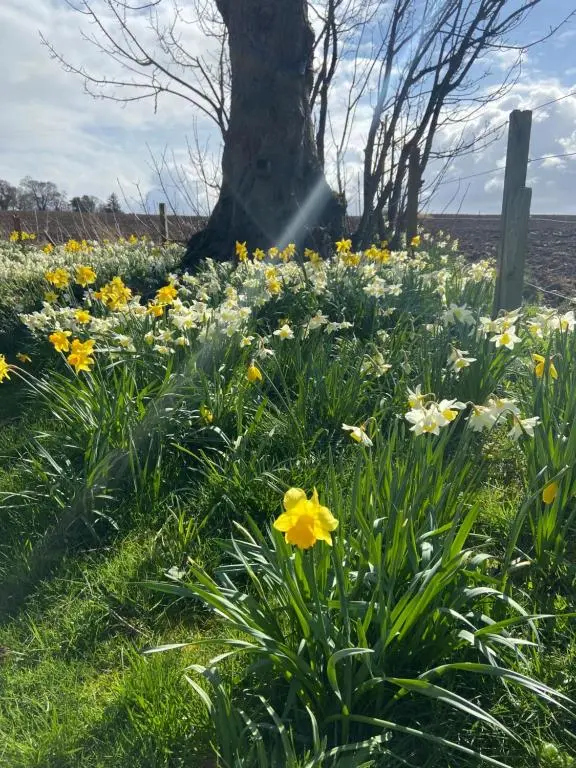 a field of flowers in front of a tree at Dalvey Mill Cottage in Forres