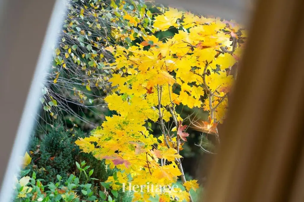 a bunch of yellow leaves on a plant at The Stables Cottage, Aboyne, Peaceful Stay in Royal Deeside in Aboyne