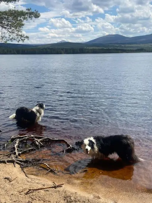 two dogs playing in the water on the shore at Corrie Fee Lodge in Boat of Garten