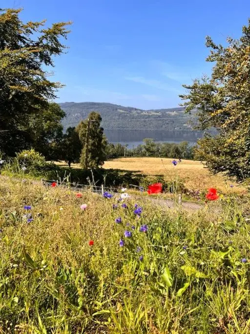 a field filled with lots of flowers in a field at The Pod at Loch Ness Heights at Athbhinn, IV26TU in Inverness