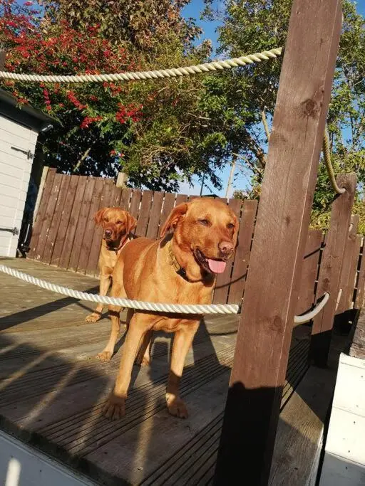 two dogs are standing on a wooden bench at Friars Shott Cottage in Inverness