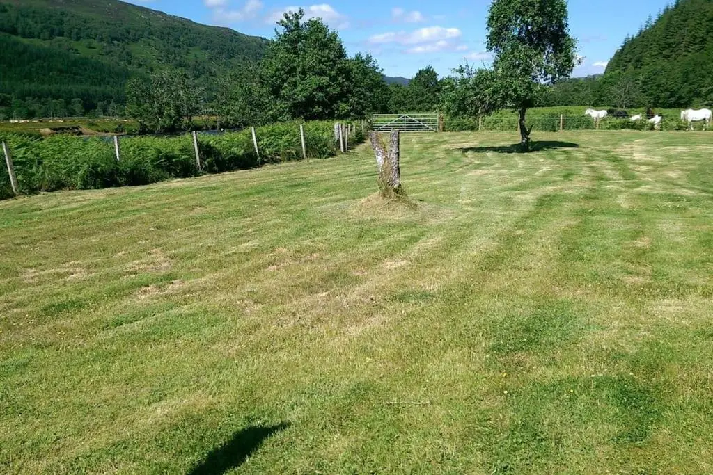a tree in the middle of a field with sheep at Kerrow Burn Lodge Cannich Inverness-shire in Invercannich