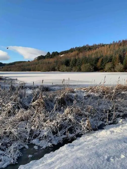 a frozen field with snow and grass and trees at Bright, contemporary house & large private garden in Strathpeffer