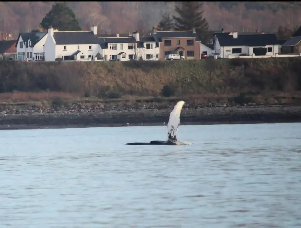 a bird sitting on top of the water at CeolMara in Ullapool