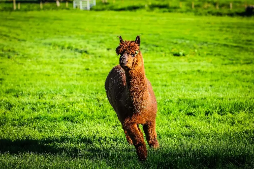 a brown horse running in a field of grass at Woodland Lodge in Huntly