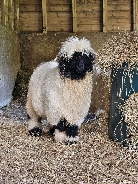 a black and white sheep standing in hay at Woodland Lodge in Huntly