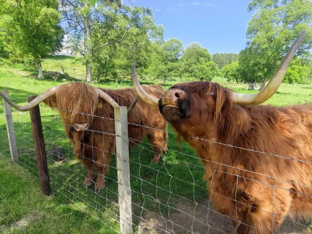 two animals with horns standing behind a fence at Glenmore Lodge in Skye of Curr