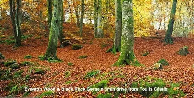 a forest of trees with leaves on the ground at Foulis Castle Gate Lodge in Evanton