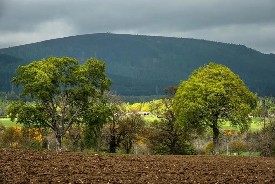 a field with trees in front of a mountain at Foulis Castle Gate Lodge in Evanton