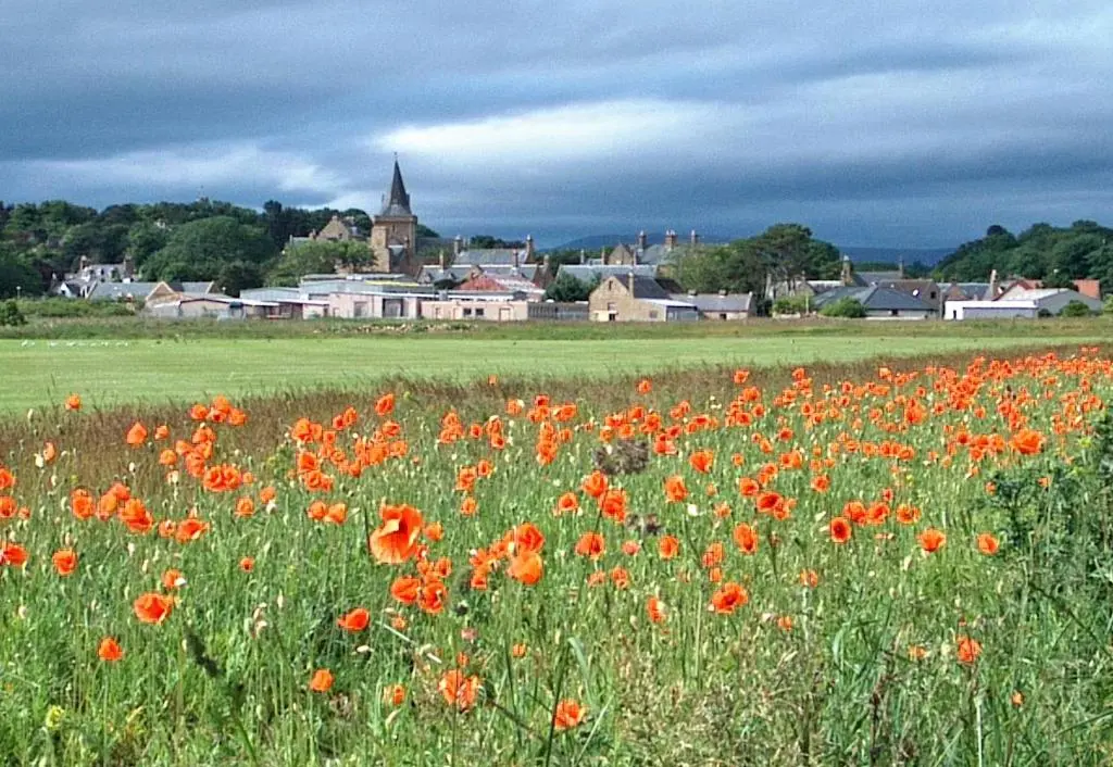 a field of red flowers in a field with a town at No1Dornoch in Dornoch