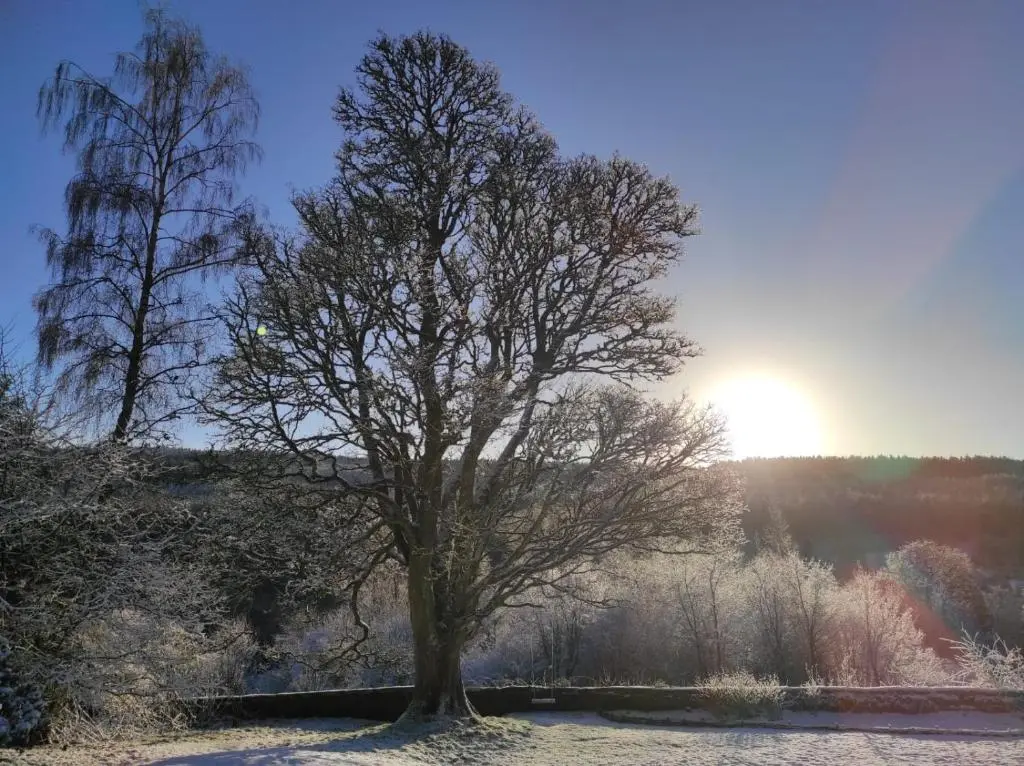 a tree in the snow with the sun in the background at Kirkton Cottage whole house in Cairnie Aberdeenshire in Rothiemay Station