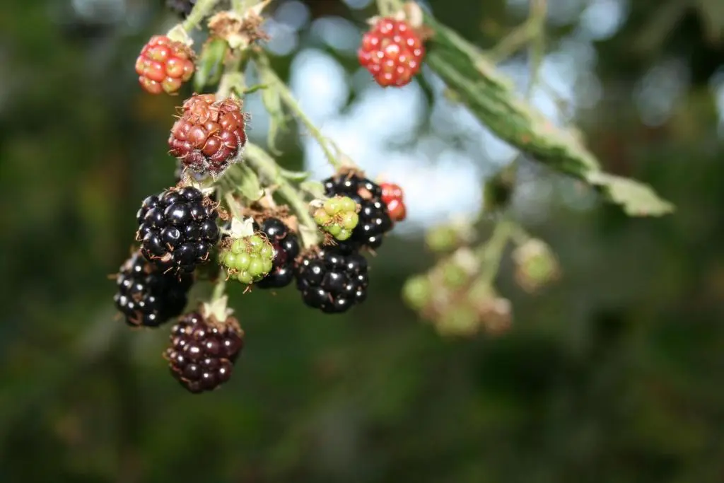 a bunch of blackberries hanging from a tree at BCC Loch Ness Cottages in Drumnadrochit