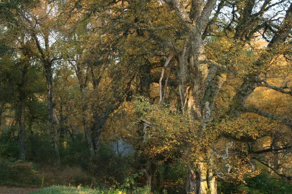a group of trees and a body of water at BCC Loch Ness Cottages in Drumnadrochit