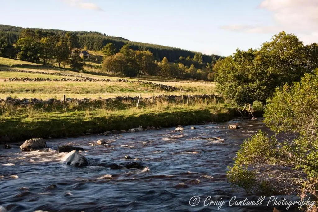 a herd of animals walking down a river at Scots Pine Treehouse in Glenshee