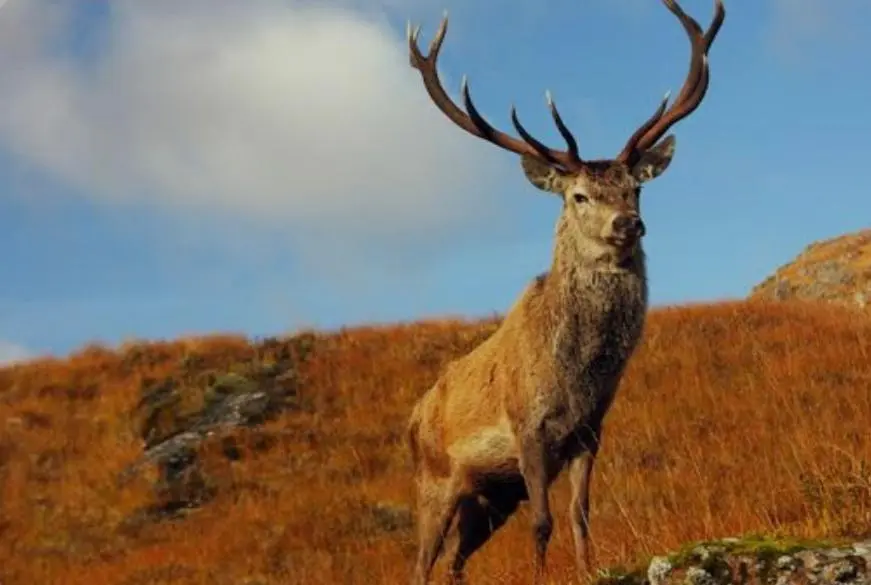 a deer with large antlers standing on a hill at Royal Apartment in Inverness