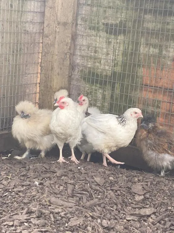 a group of chickens standing next to a fence at The old Farmhouse Minutes from lochness in Drumnadrochit