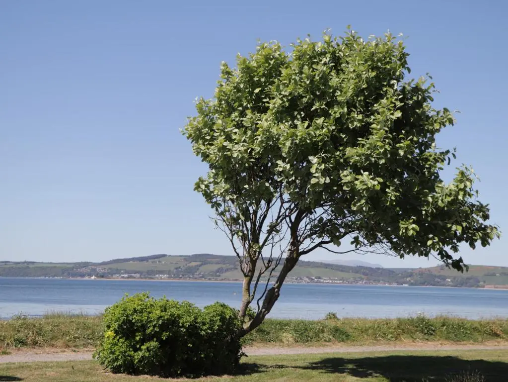 a tree in front of a body of water at Fishers Cottage in Inverness