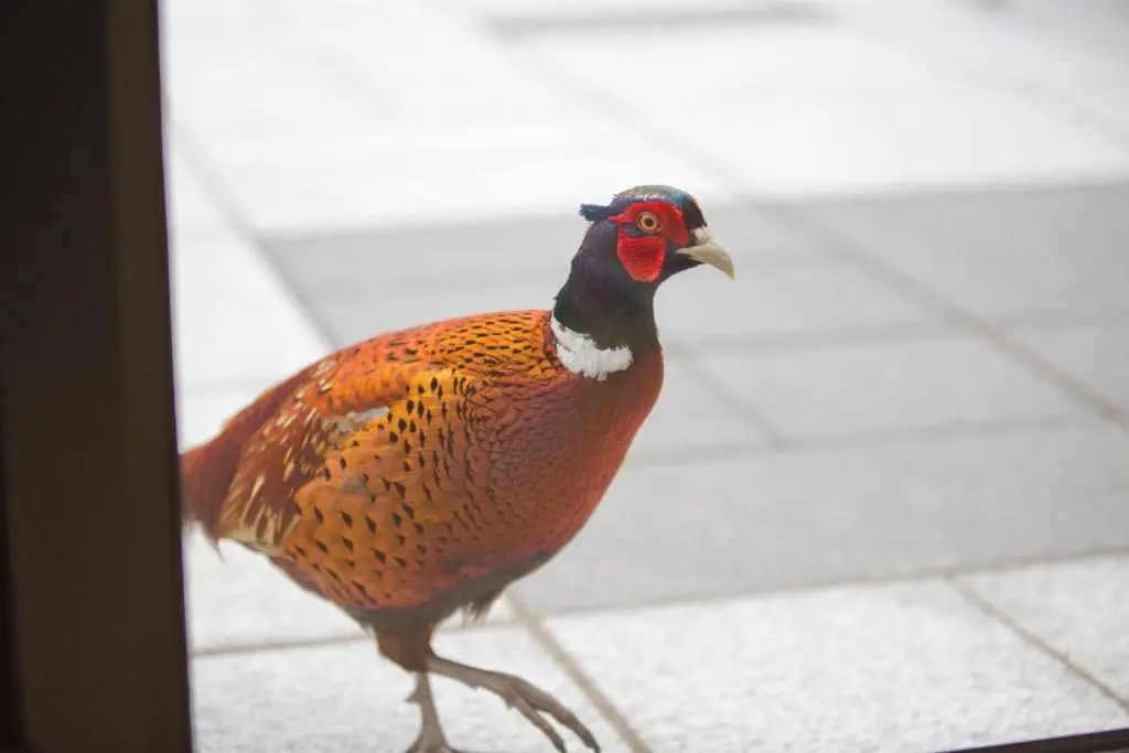 a pheasant walking on a tile floor at The Invergarry - Royal Deeside Luxury 5 star Couples Retreat with Hot Tub, Aboyne in Aboyne