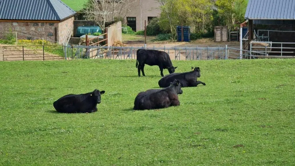 three black cows laying in a field of grass at The Bothy in Lumphanan