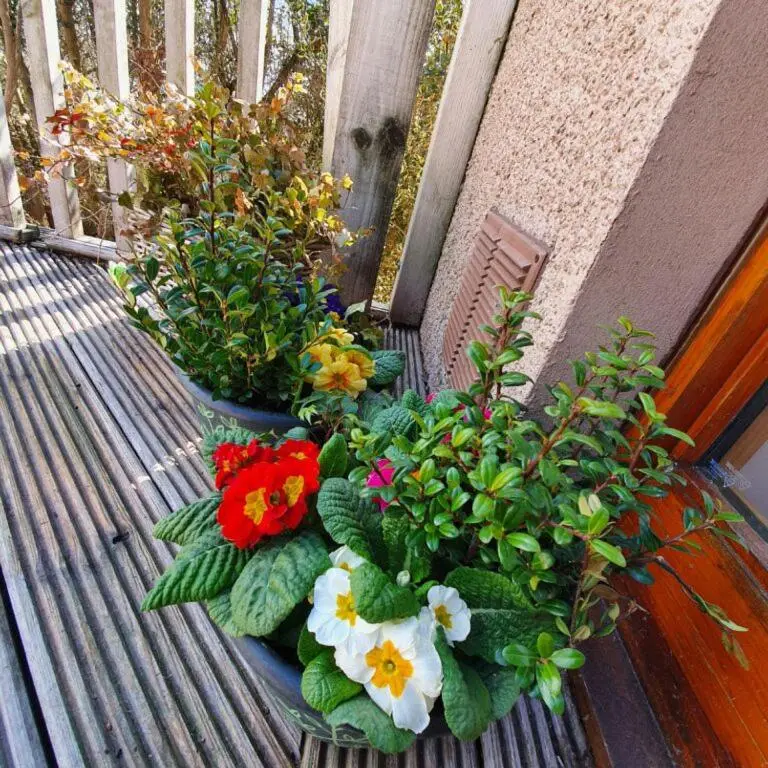 two pots of flowers sitting on a porch at The Bothy in Lumphanan