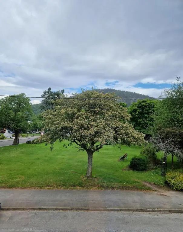 a tree in the middle of a green field at Spacious cosy welcoming cottage in Ballater