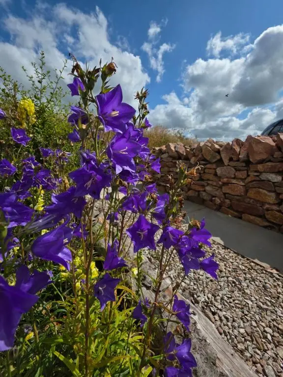 a bunch of purple flowers in front of a stone wall at Cabin View in Cuminestown