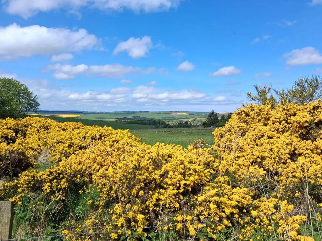 a field of yellow flowers in a field at Cabin View in Cuminestown