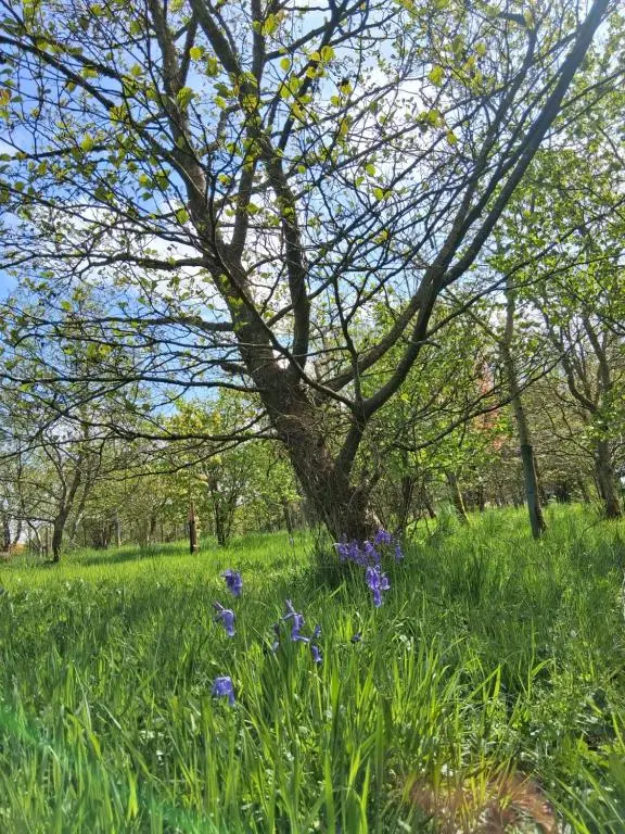 a tree in the middle of a field with purple flowers at Cabin View in Cuminestown