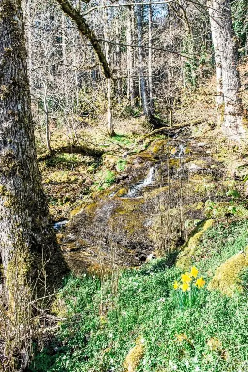 a forest with a creek and flowers in the grass at Holiday Home Farmburn by Interhome in Invermoriston