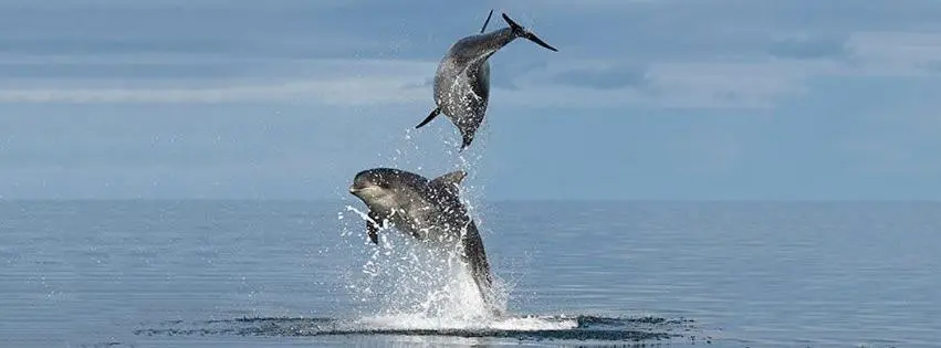 two dolphins jumping out of the water in the ocean at Tartan House in Inverness