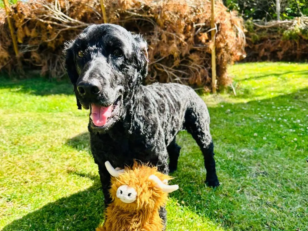 a black dog standing next to a stuffed animal at Brora Escapes in Brora