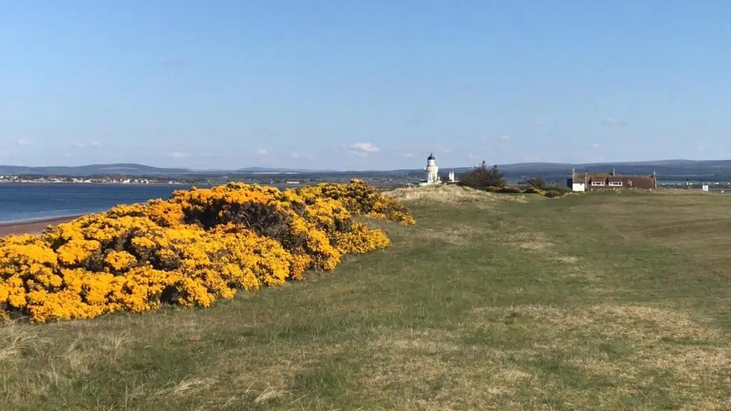 a field of yellow flowers with a lighthouse in the background at Stagstone apartment in Fortrose in Fortrose
