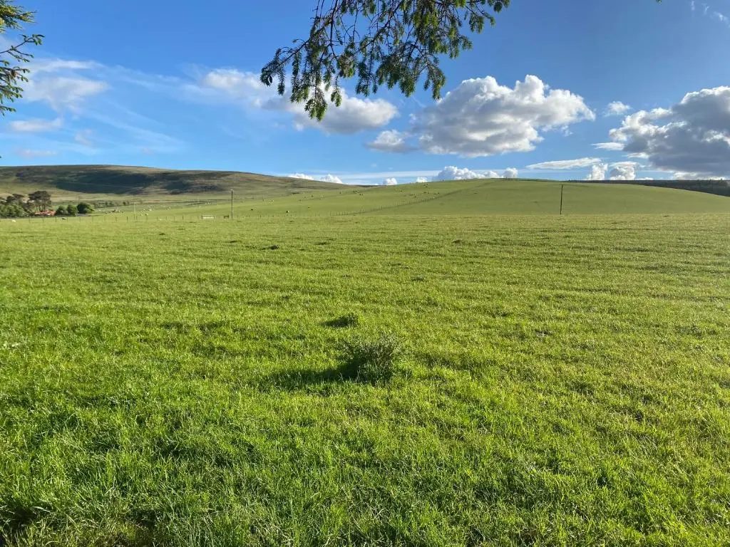 a field of green grass with a tree in the foreground at Struan Cottage in Knockandhu
